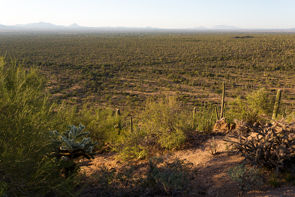 10-20 - 14.jpg - Saguaro National Park, West Part